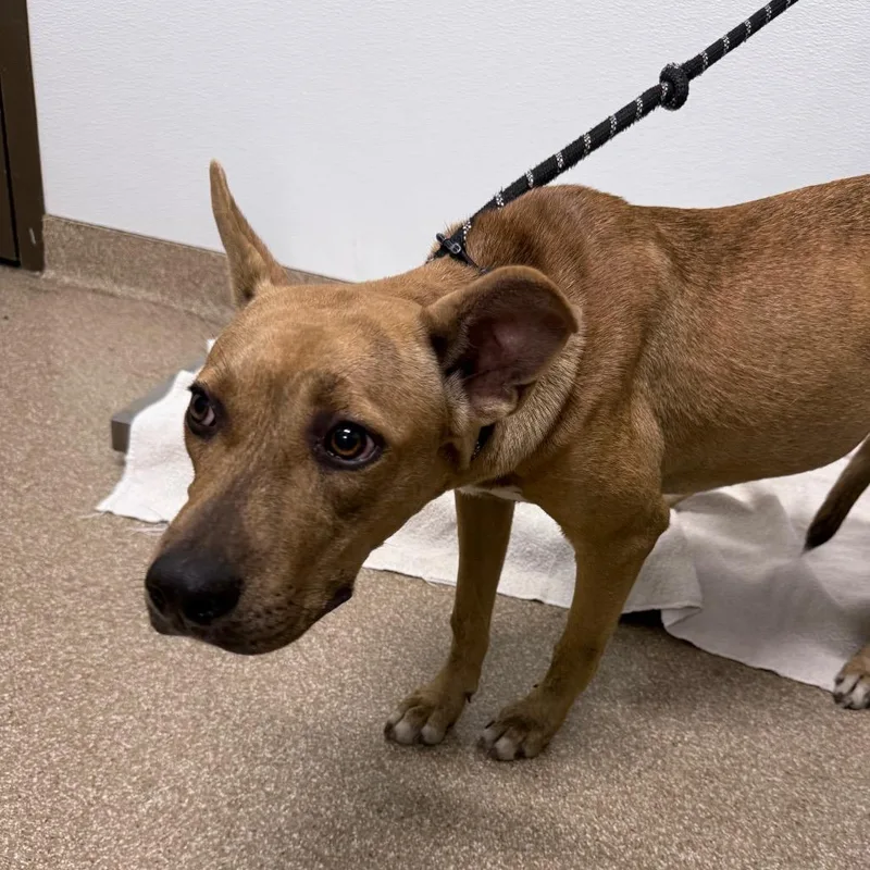 A young medium-sized female Shepherd dog named Pancakes for adoption in League City, TX