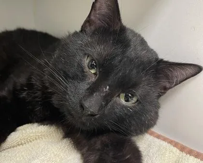 Root Beer thumbnail 2