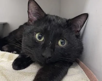 Root Beer thumbnail 3