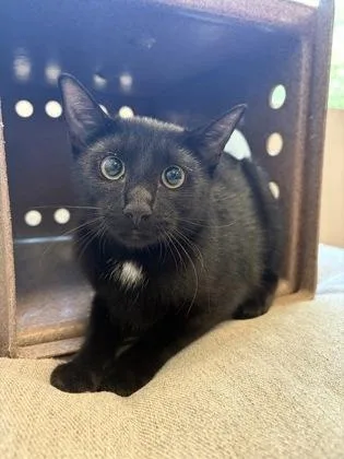 A young small-sized female Domestic Short Hair cat named Velvet for adoption in Savannah, GA