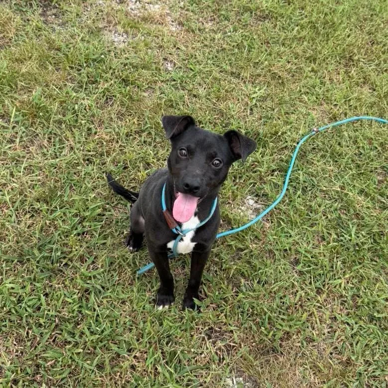A baby small-sized male Mixed Breed dog named Briggs for adoption in Lexington, KY