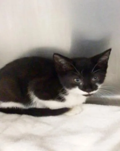 A baby medium-sized female Domestic Short Hair cat named Clair for adoption in Elmira, NY