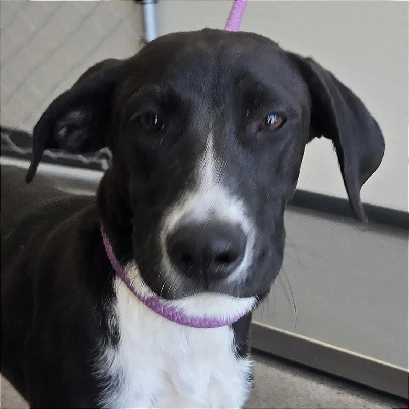A young small-sized female Black Mixed Breed dog named Tessa for adoption in Las Cruces, NM