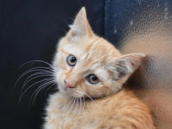 A baby small-sized female Domestic Short Hair cat named Trapper for adoption in Portland, OR