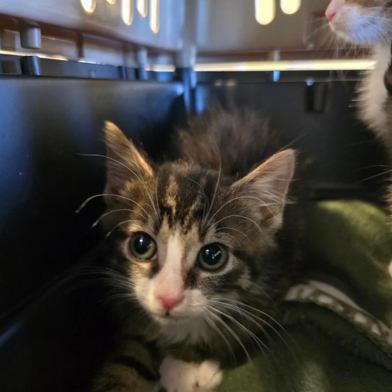 A baby small-sized male Black Domestic Short Hair cat named Phillip for adoption in Naples, FL