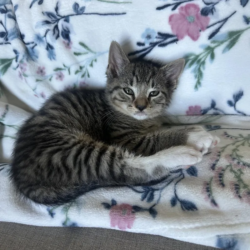 A baby small-sized male Brown / Chocolate Domestic Short Hair cat named Teddy for adoption in Potomac, MD