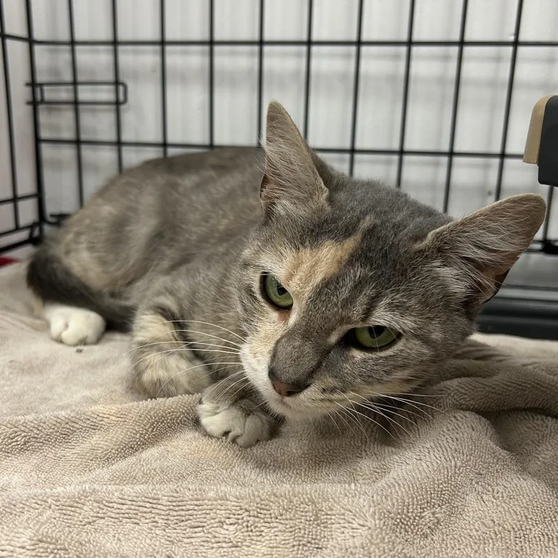 A young medium-sized female Gray / Blue / Silver Domestic Short Hair cat named Colors for adoption in Coos Bay, OR
