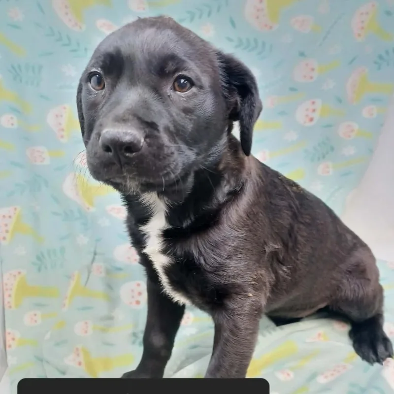 A baby small-sized female Mastiff dog named Petunia for adoption in New Tazewell, TN