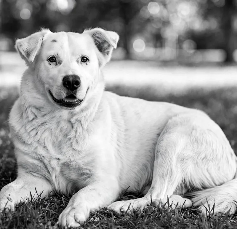 An adult medium-sized male Labrador Retriever dog named Wesley for adoption in Homestead, FL