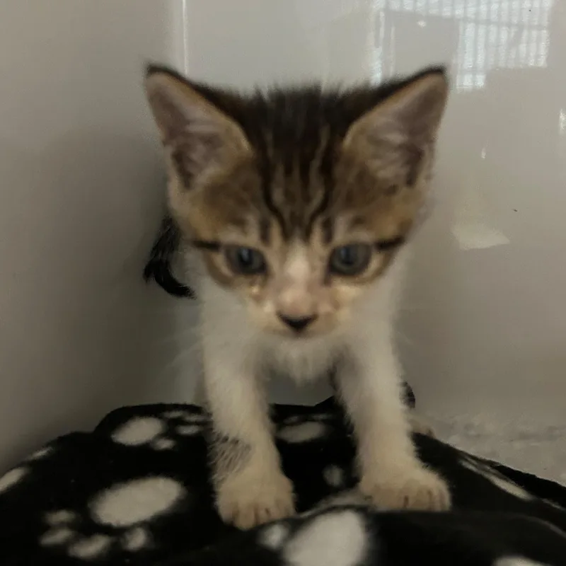 A baby small-sized male Tabby (Brown / Chocolate) Domestic Short Hair cat named Squiggy for adoption in Margate, FL