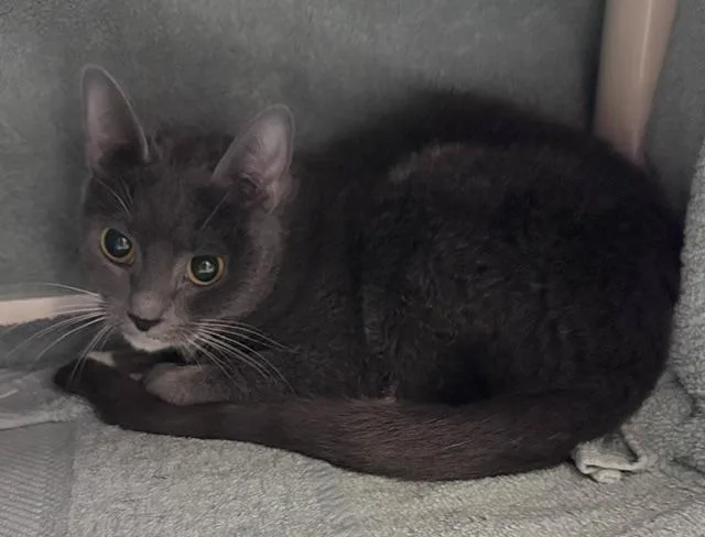 An adult small-sized female Domestic Short Hair cat named Blue Moon for adoption in Derwood, MD