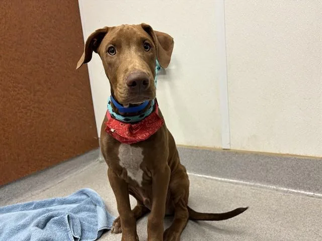 A baby small-sized male Doberman Pinscher dog named Unknown for adoption in Rancho Cucamonga, CA