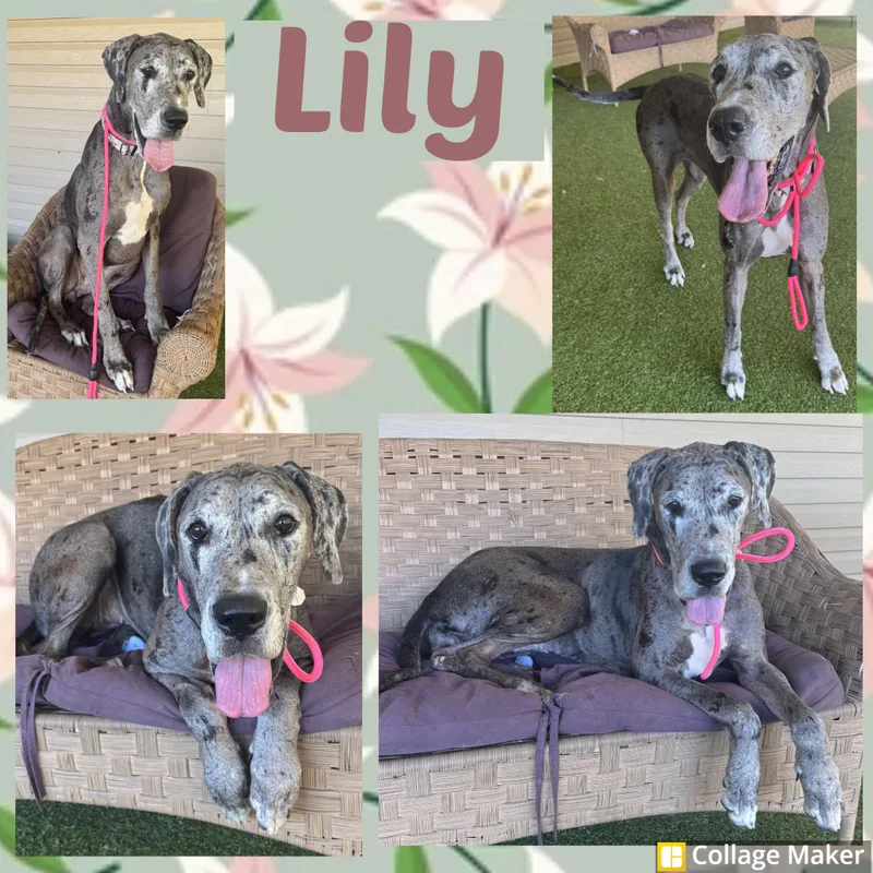 An adult extra large-sized female Merle (Blue) Great Dane dog named Lily for adoption in Clearfield, PA
