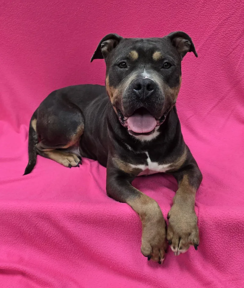 An adult large-sized female Pit Bull Terrier dog named Lettie for adoption in Frankfort, IN