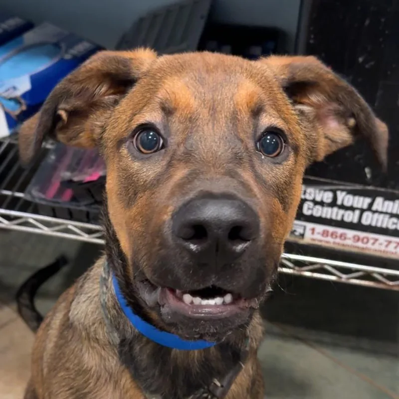 A young medium-sized male Brown / Chocolate Mixed Breed dog named Brumby for adoption in Chattanooga, TN