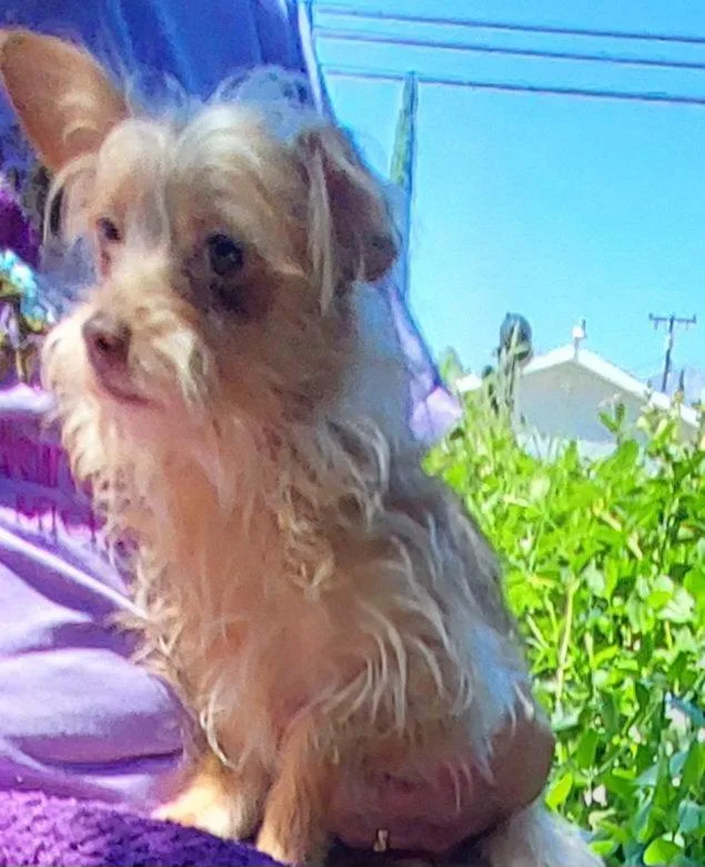 An adult medium-sized female Maltese dog named Maddie for adoption in Mentone, CA