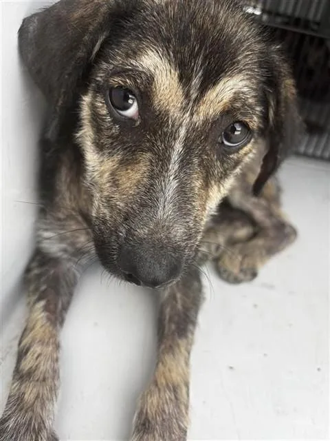 A baby small-sized female Plott Hound dog named Chrissy for adoption in Houston, TX