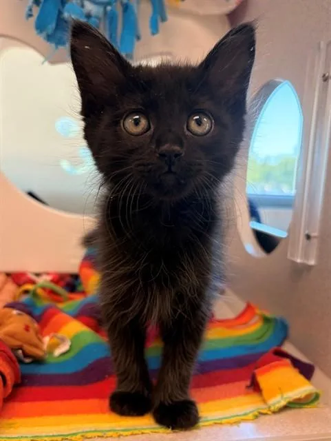 A baby small-sized female Domestic Short Hair cat named Paige for adoption in Leesburg, VA