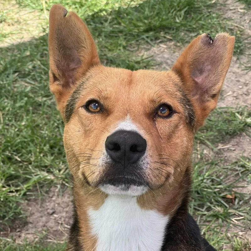 An adult medium-sized male Tricolor (Brown, Black, & White) German Shepherd Dog dog named Turner for adoption in Weatherford, TX