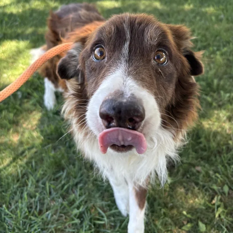 A senior medium-sized male Brown / Chocolate Border Collie dog named Huey for adoption in Pacific Grove, CA