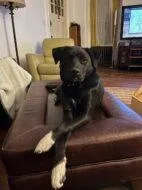 An adult large-sized female Mixed Breed dog named Darcey for adoption in West Chester, PA