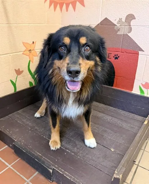 An adult medium-sized male Australian Shepherd dog named Koa for adoption in Castaic, CA