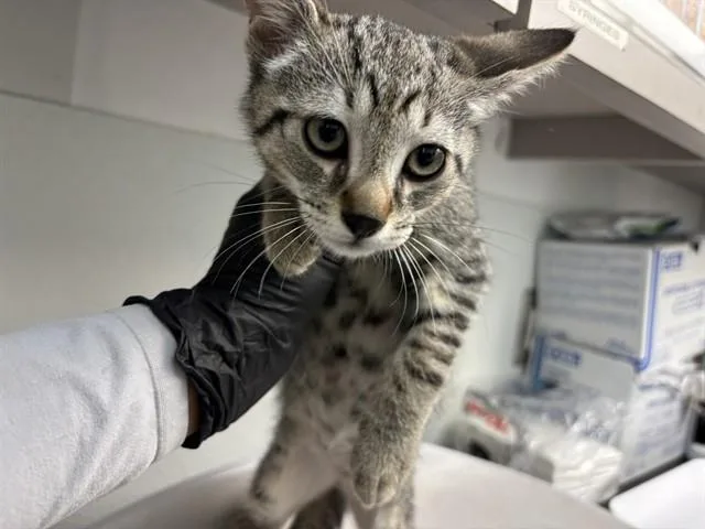 A baby small-sized male Domestic Short Hair cat named Brave for adoption in Antioch, CA