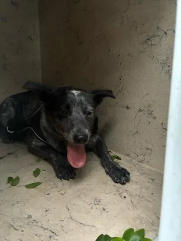 An adult medium-sized male Mixed Breed dog named Smuckers for adoption in West Palm Beach, FL