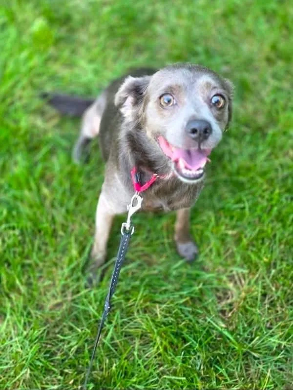 An adult small-sized female Gray / Blue / Silver Mixed Breed dog named Graycee for adoption in Orland Park, IL