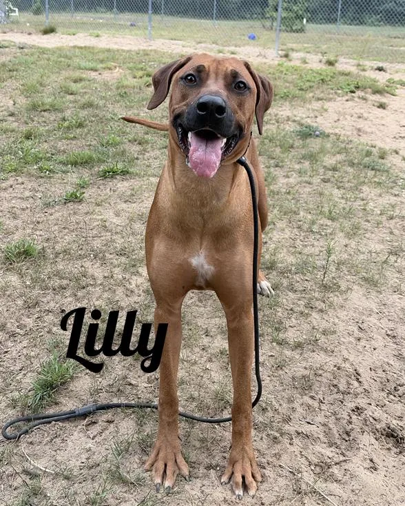 Lilly