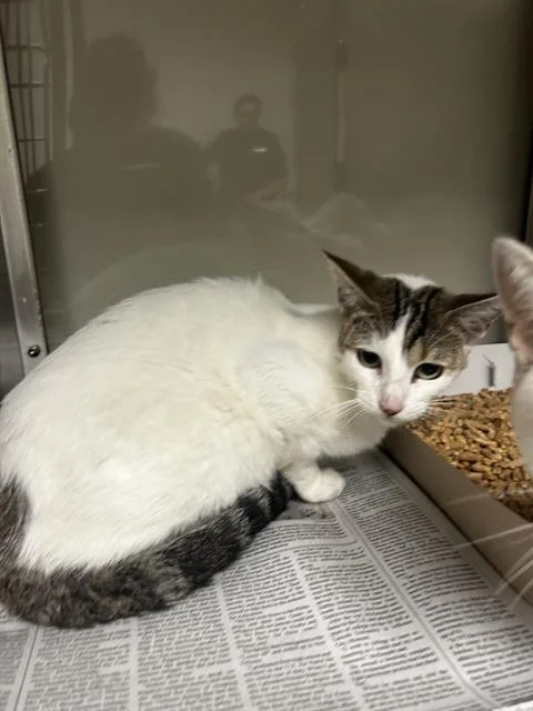 A young small-sized male Domestic Short Hair cat named Hershey for adoption in San Antonio, TX