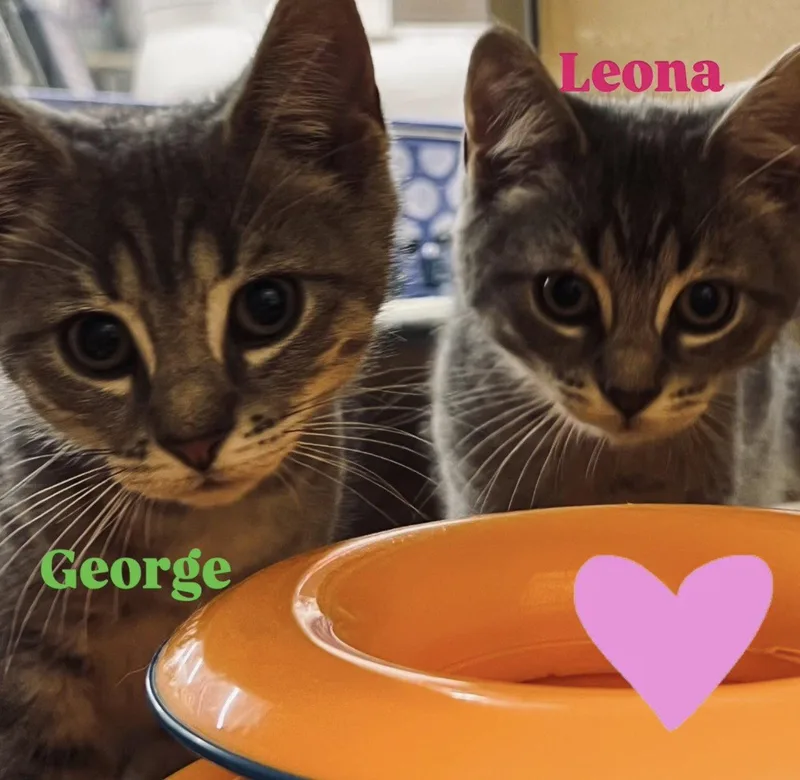 A young medium-sized male Gray & White Domestic Short Hair cat named George for adoption in Spring Lake, NJ