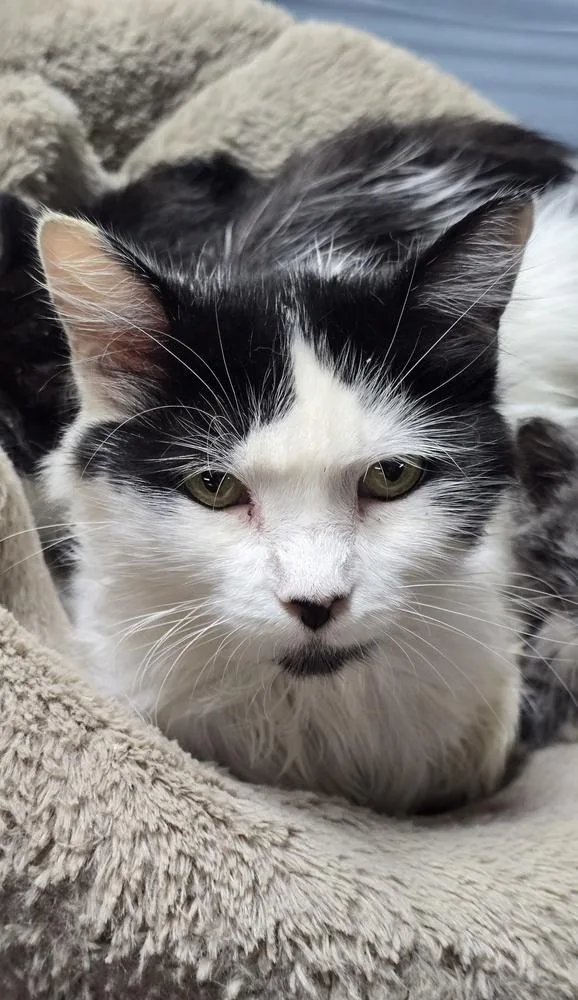 Whiskers thumbnail 3