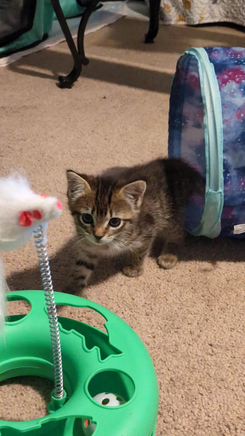 Sybil Ludington thumbnail 2