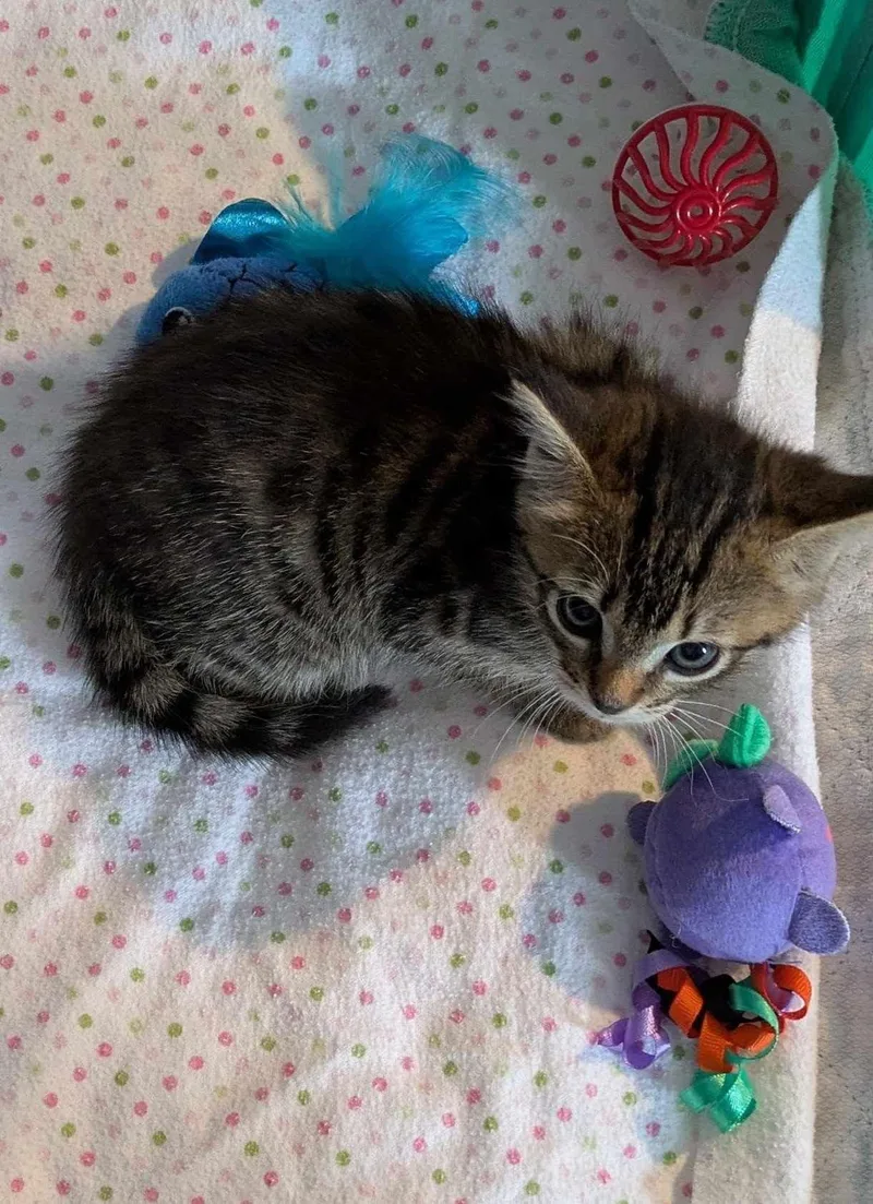 Sybil Ludington thumbnail 3