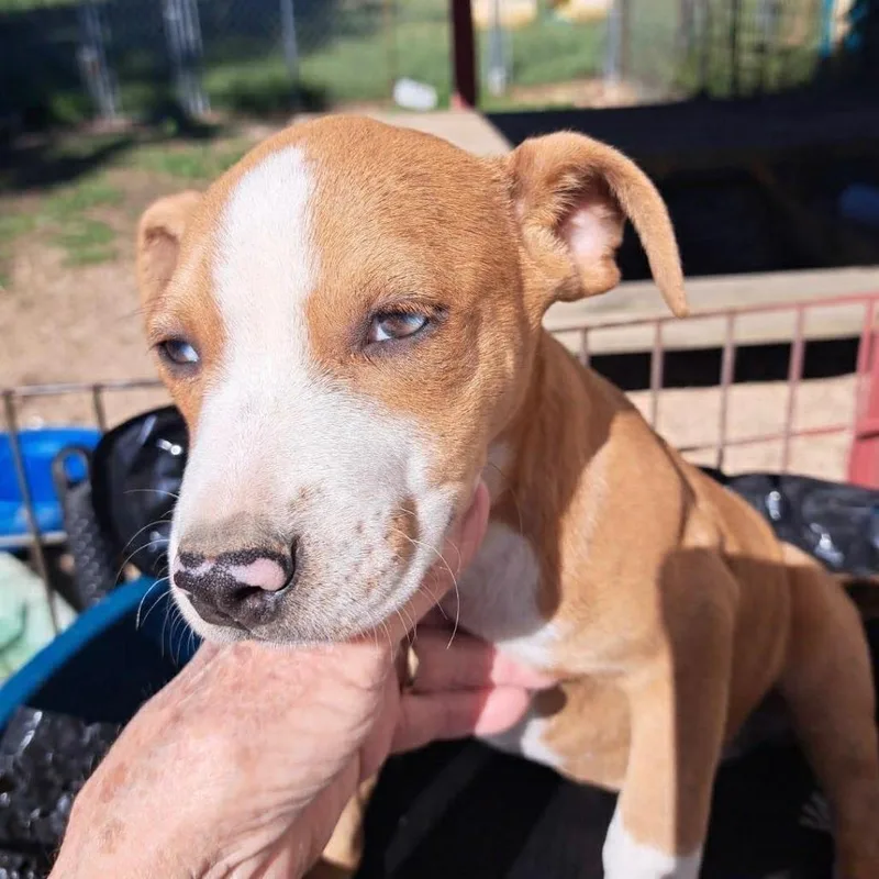 A young small-sized female Beagle dog named Laikyn for adoption in Rogersville, MO