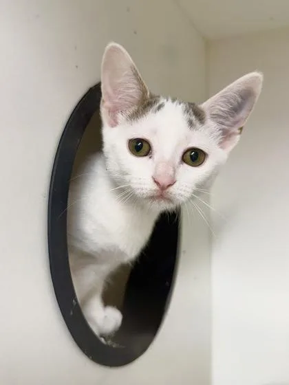 A baby small-sized male Domestic Short Hair cat named Ocean for adoption in West Chester, PA