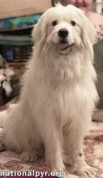 Wally In Tn  thumbnail 3