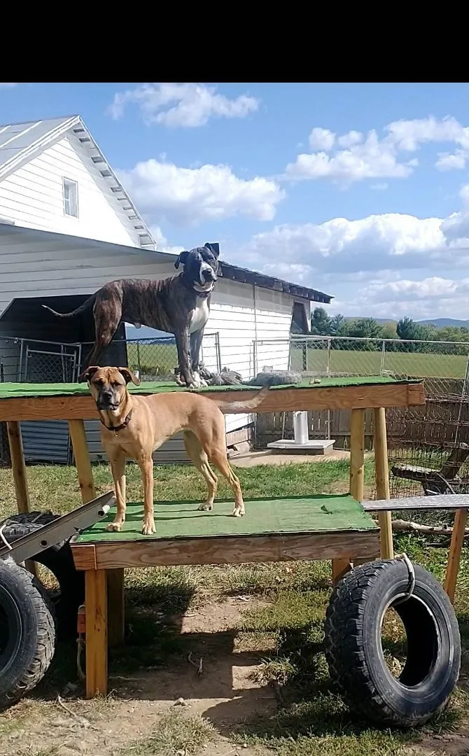 Bark Twain thumbnail 2