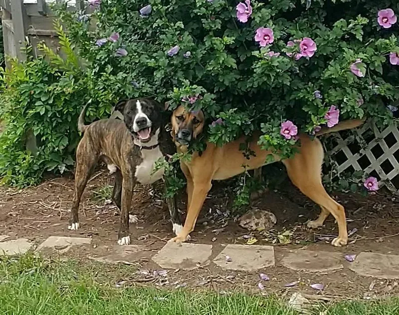 Bark Twain thumbnail 3