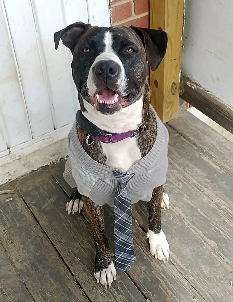 Bark Twain thumbnail 4