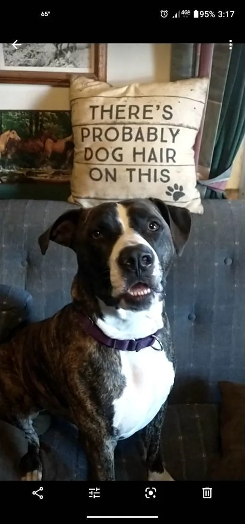 Bark Twain thumbnail 5