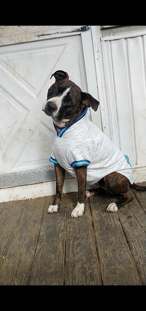 Bark Twain thumbnail 6