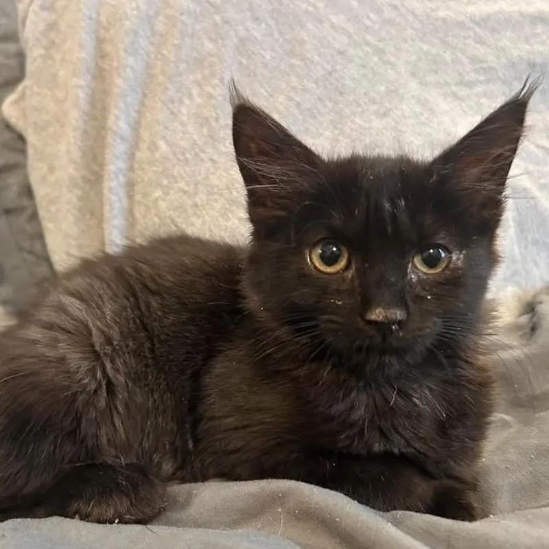 A baby small-sized female Black Domestic Long Hair cat named Paloma for adoption in Woodbury, NJ