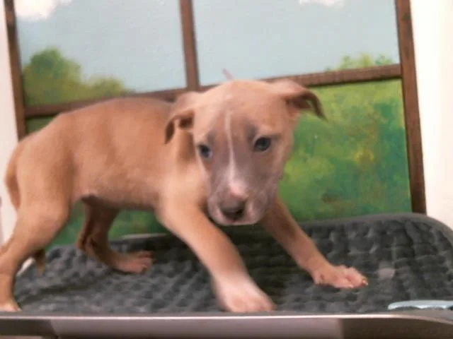 A baby small-sized female Staffordshire Bull Terrier dog named Moana for adoption in Houston, TX