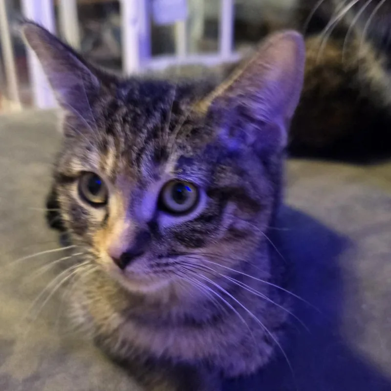 A young small-sized female Domestic Short Hair cat named Fia C for adoption in Princeton, MN