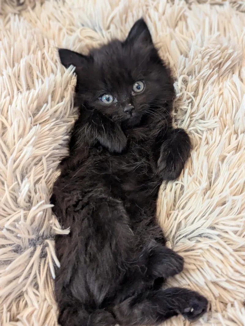 Penny