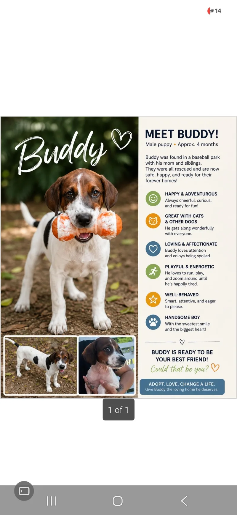 A baby small-sized male Dachshund dog named Buddy for adoption in New York, NY