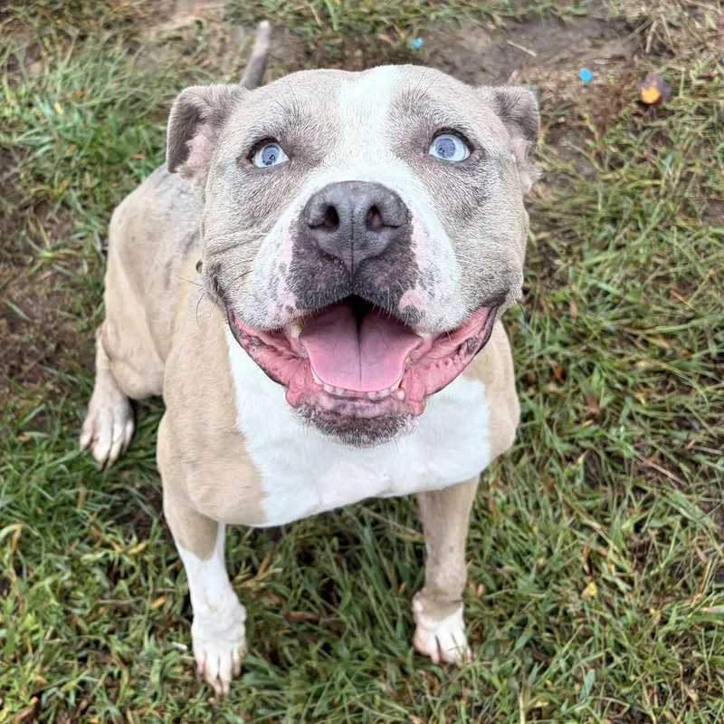 An adult medium-sized female Pit Bull Terrier dog named Teemo for adoption in Manassas, VA