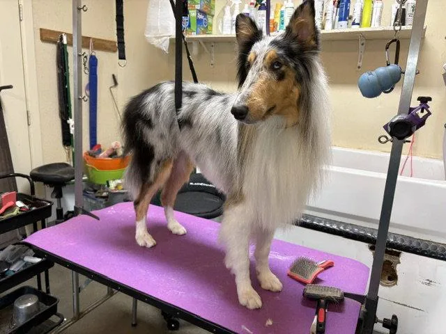 An adult medium-sized male Collie dog named Danny Boy for adoption in Pueblo West, CO